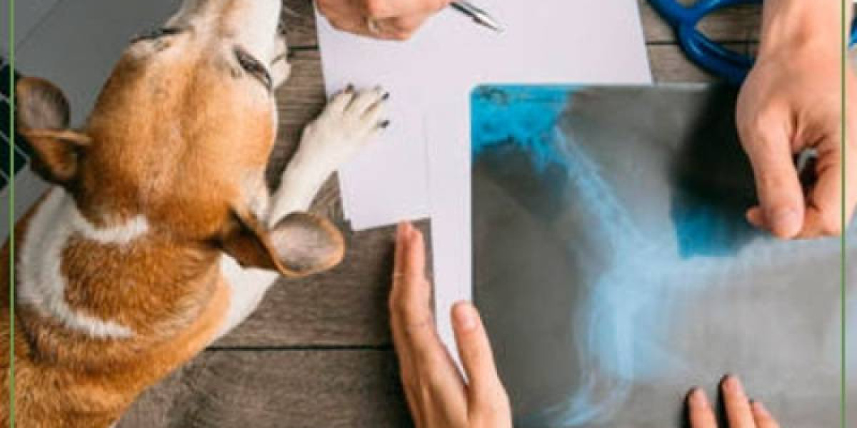 Canine Chronic Kidney Disease Diagnostics & Goals for Long-Term Management