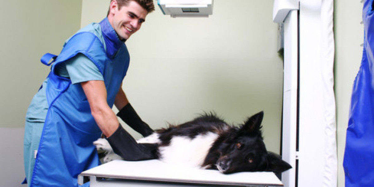High Creatinine in Dogs Causes, Symptoms and Treatment